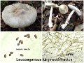 Leucoagaricus fuligineodiffractus-amf2062-2